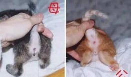 黑哥爆料猫被结扎视频,猫咪结扎手术全过程揭秘